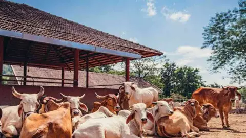 Bareilly News: बरेली की गौशालाओं की व्यवस्था में बड़ा बदलाव, ग्राम प्रधानों से हटेगी जिम्मेदारी