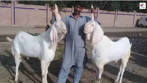 Bakra Sacrifice India: हर साल 1.5 करोड़ तक जानवरों की कुर्बानी! बकरीद का हैरान करने वाला सच Bakra Sacrifice India: हर साल 1.5 करोड़ तक जानवरों की कुर्बानी! बकरीद का हैरान करने वाला सच