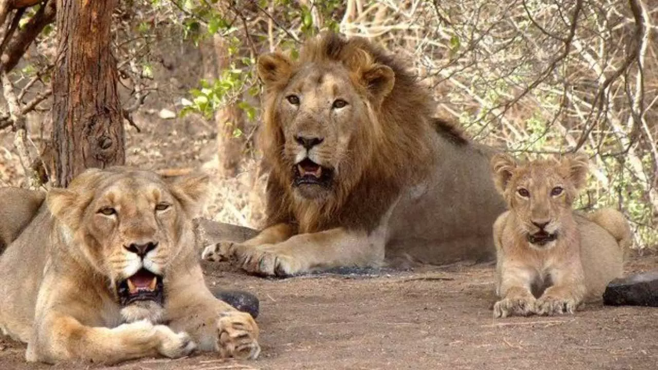 gir lion death news 2026 virus alert gujarat national park gir lion death news 2026 virus alert gujarat national park