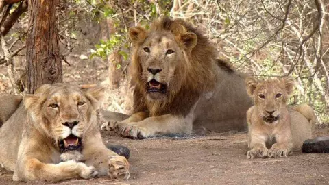 gir lion death news 2026 virus alert gujarat national park gir lion death news 2026 virus alert gujarat national park