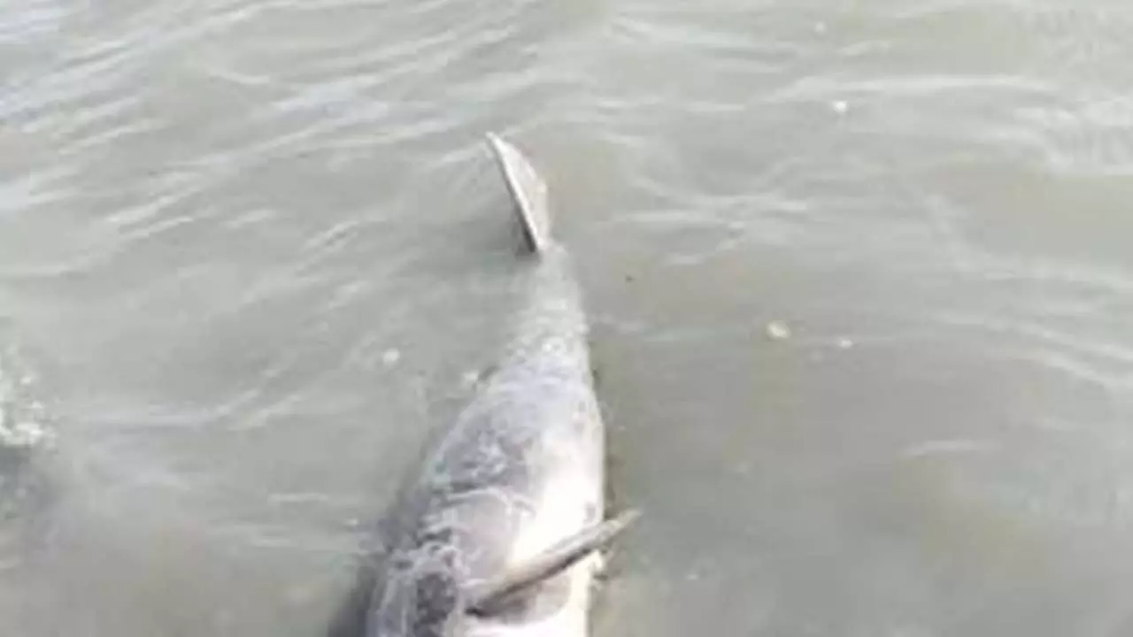 Dead dolphins found in Ganga
