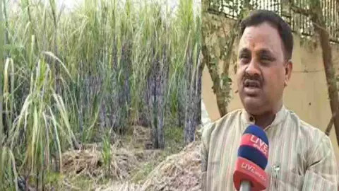 Lucknow News RLD Anil Dube