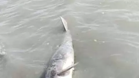 Dead dolphins found in Ganga