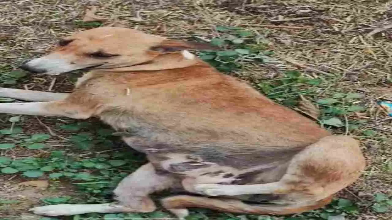 Aligarh Dog Abuse News