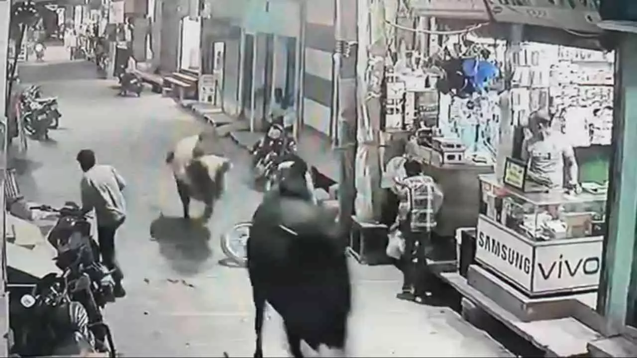 Saharanpur News: नानौता में दो सांडों का रण, थाना रोड बना अखाड़ा, युवक घायल, दहशत में लोग
