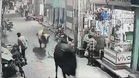 Saharanpur News: नानौता में दो सांडों का रण, थाना रोड बना अखाड़ा, युवक घायल, दहशत में लोग