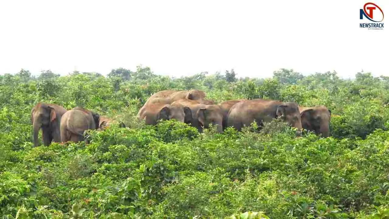 Elephant Attack