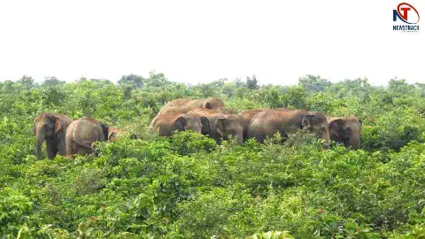 Elephant Attack Elephant Attack