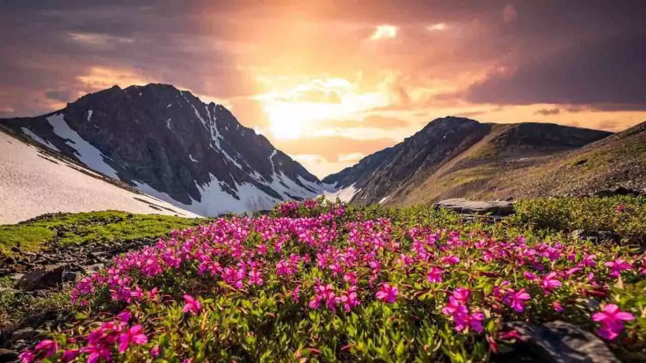 Valley of Flowers 2026: वैली ऑफ फ्लावर्स 2026 की शुरुआत, जानें खर्च से लेकर रूट तक सबकुछ
