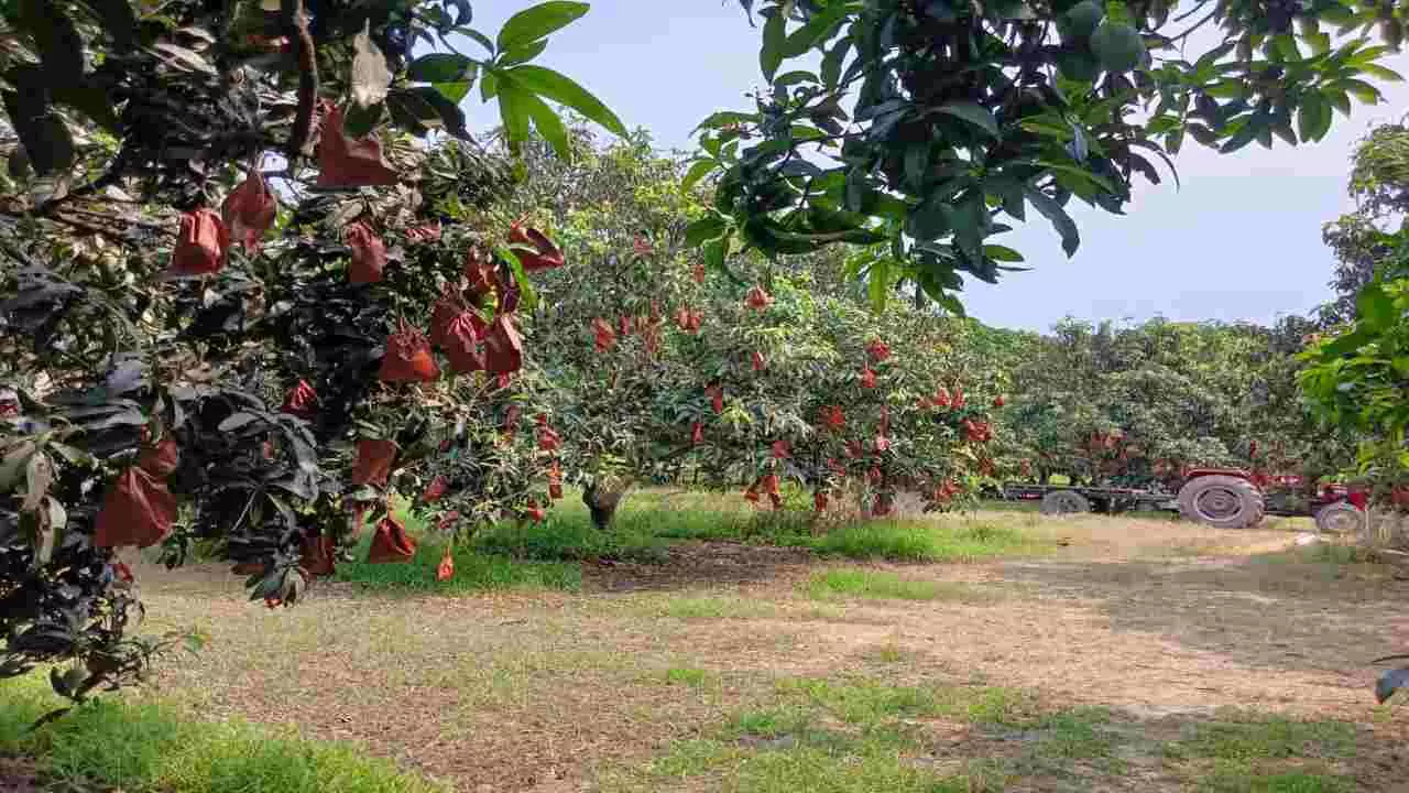 Fruit Cover Bag in Meerut Fruit Cover Bag in Meerut
