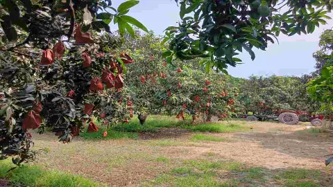 Fruit Cover Bag in Meerut