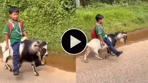 Goat School Bus Viral Video north east child riding goat to school viral social media clip 2026 meghalaya Goat School Bus Viral Video north east child riding goat to school viral social media clip 2026 meghalaya
