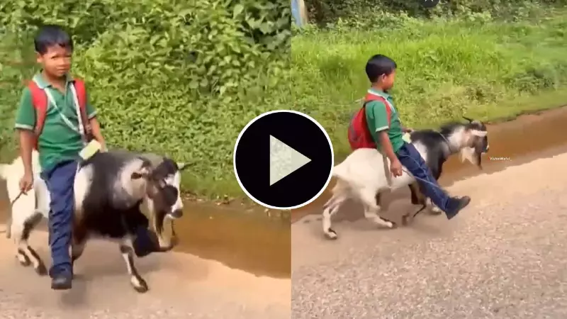 Goat School Bus Viral Video north east child riding goat to school viral social media clip 2026 meghalaya Goat School Bus Viral Video north east child riding goat to school viral social media clip 2026 meghalaya