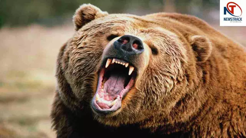 Bear Attack Bear Attack