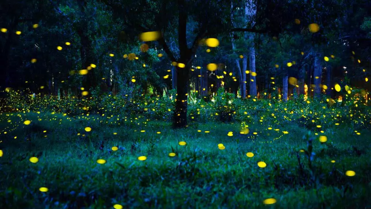 Jugnu Kahan Chale Gaye 2026 Why fireflies are disappearing and declining across India due to environmental changes Jugnu Kahan Chale Gaye 2026 Why fireflies are disappearing and declining across India due to environmental changes