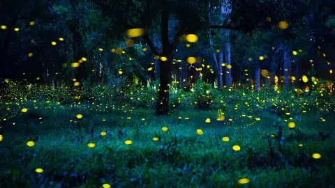 Jugnu Kahan Chale Gaye 2026 Why fireflies are disappearing and declining across India due to environmental changes Jugnu Kahan Chale Gaye 2026 Why fireflies are disappearing and declining across India due to environmental changes