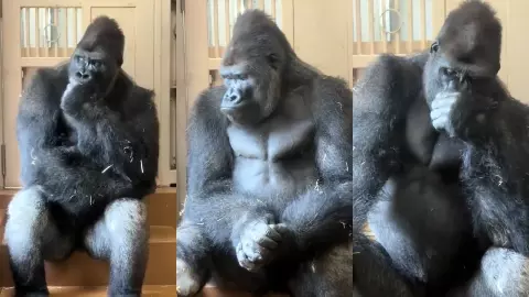 Gorilla Viral Video showing a sad gorilla sitting alone after an argument in a Japan zoo Hindi Gorilla Viral Video showing a sad gorilla sitting alone after an argument in a Japan zoo Hindi