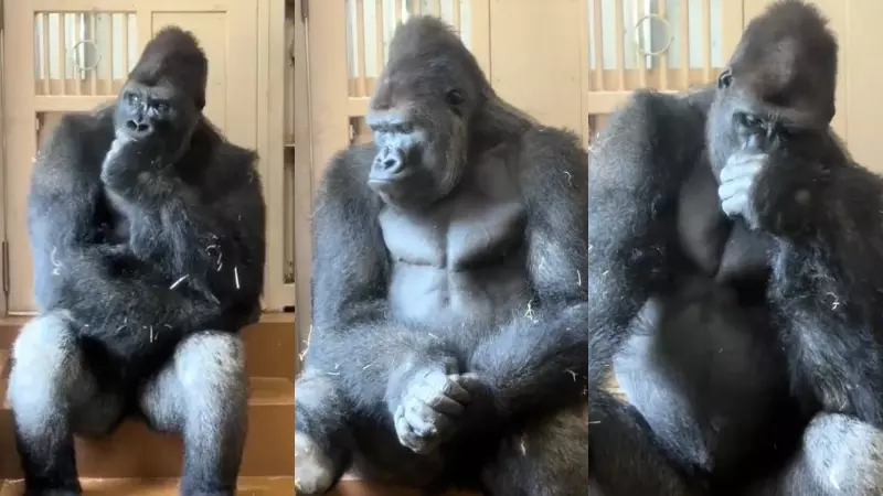 Gorilla Viral Video showing a sad gorilla sitting alone after an argument in a Japan zoo Hindi Gorilla Viral Video showing a sad gorilla sitting alone after an argument in a Japan zoo Hindi