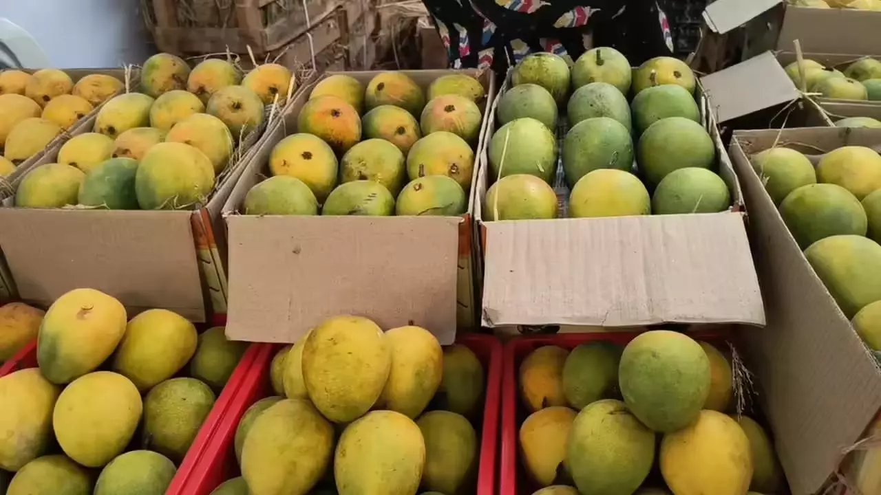 Nepal bans Indian mangoes over pesticide concerns following recent restrictions on Indian mango exports Nepal bans Indian mangoes over pesticide concerns following recent restrictions on Indian mango exports