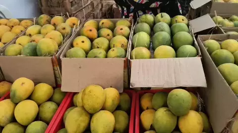 Nepal bans Indian mangoes over pesticide concerns following recent restrictions on Indian mango exports Nepal bans Indian mangoes over pesticide concerns following recent restrictions on Indian mango exports