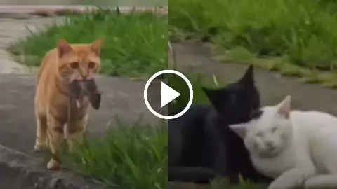 Heartbroken male cat carrying a mouse finds female cat with another partner in viral video 2026 Heartbroken male cat carrying a mouse finds female cat with another partner in viral video 2026