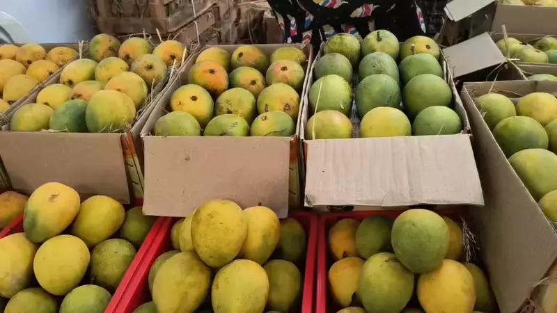 Nepal bans Indian mangoes over pesticide concerns following recent restrictions on Indian mango exports Nepal bans Indian mangoes over pesticide concerns following recent restrictions on Indian mango exports