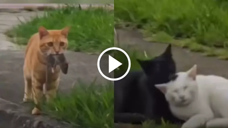 Heartbroken male cat carrying a mouse finds female cat with another partner in viral video 2026 Heartbroken male cat carrying a mouse finds female cat with another partner in viral video 2026