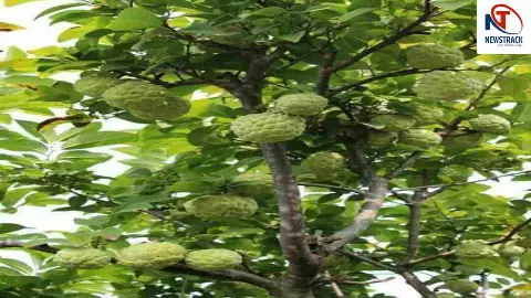 Custard Apple Benefits