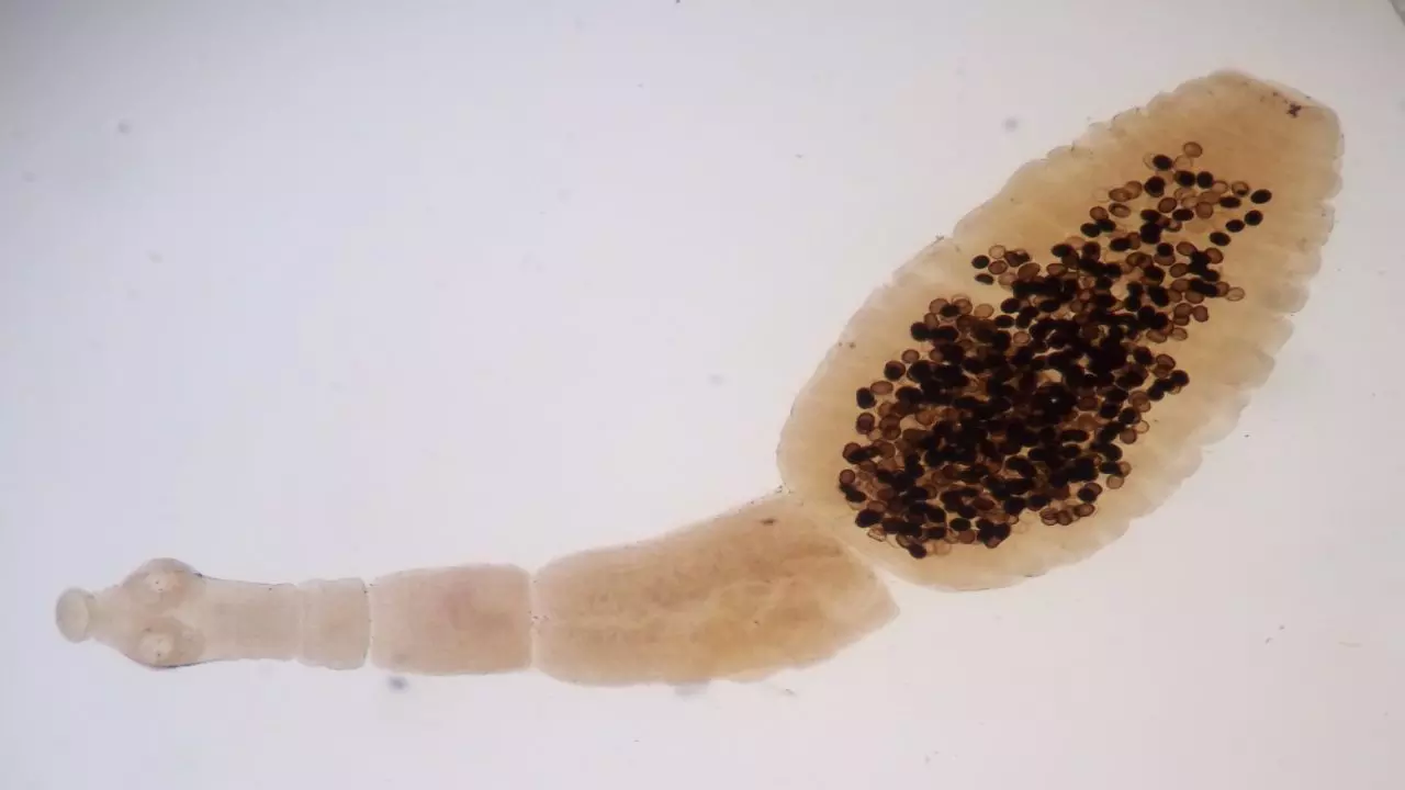 Echinococcus Granulosus Echinococcus Granulosus