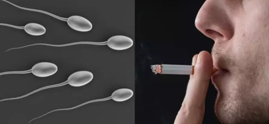 Tobacco Effect on Sperm Health