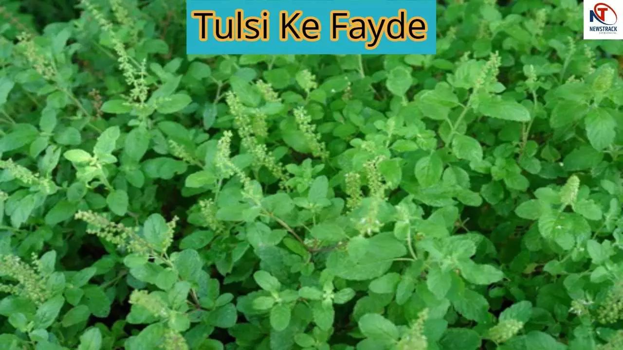 Tulsi Ke Fayde, Tulsi Benefits
