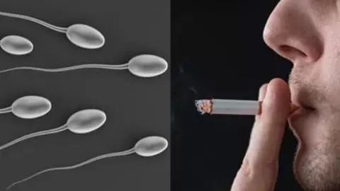 Tobacco Effect on Sperm Health Tobacco Effect on Sperm Health