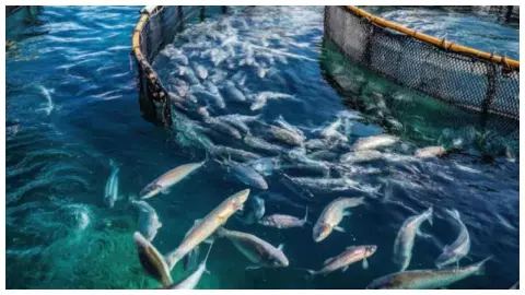 Increased earnings from fishing, lease of ponds to be distributed June 29 in Mawana