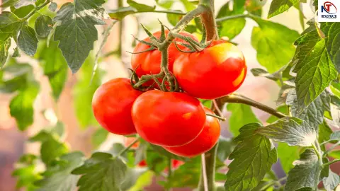 Desi vs Hybrid Tomato Desi vs Hybrid Tomato