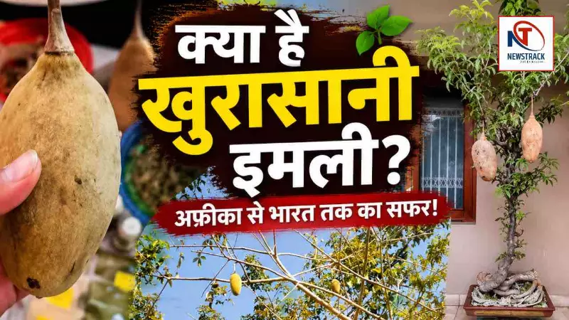 Mandu Ki Khurasani Imli Ki Jankari | Mandu Ki Khurasani Imli Ki Jankari |