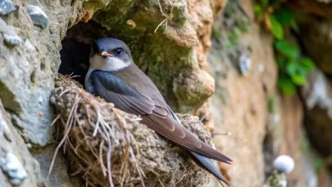 Swiftlet Bird Nest Price 2026 Swiftlet bird building edible nest with saliva inside cave, expensive bird nest used for bird nest soup and multi-crore global business Swiftlet Bird Nest Price 2026 Swiftlet bird building edible nest with saliva inside cave, expensive bird nest used for bird nest soup and multi-crore global business