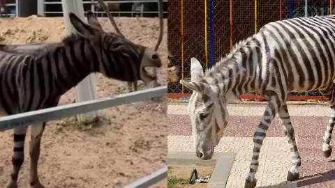 Donkey Painted as Zebra Viral Video from China Zoo 2026 Donkey Painted as Zebra Viral Video from China Zoo 2026