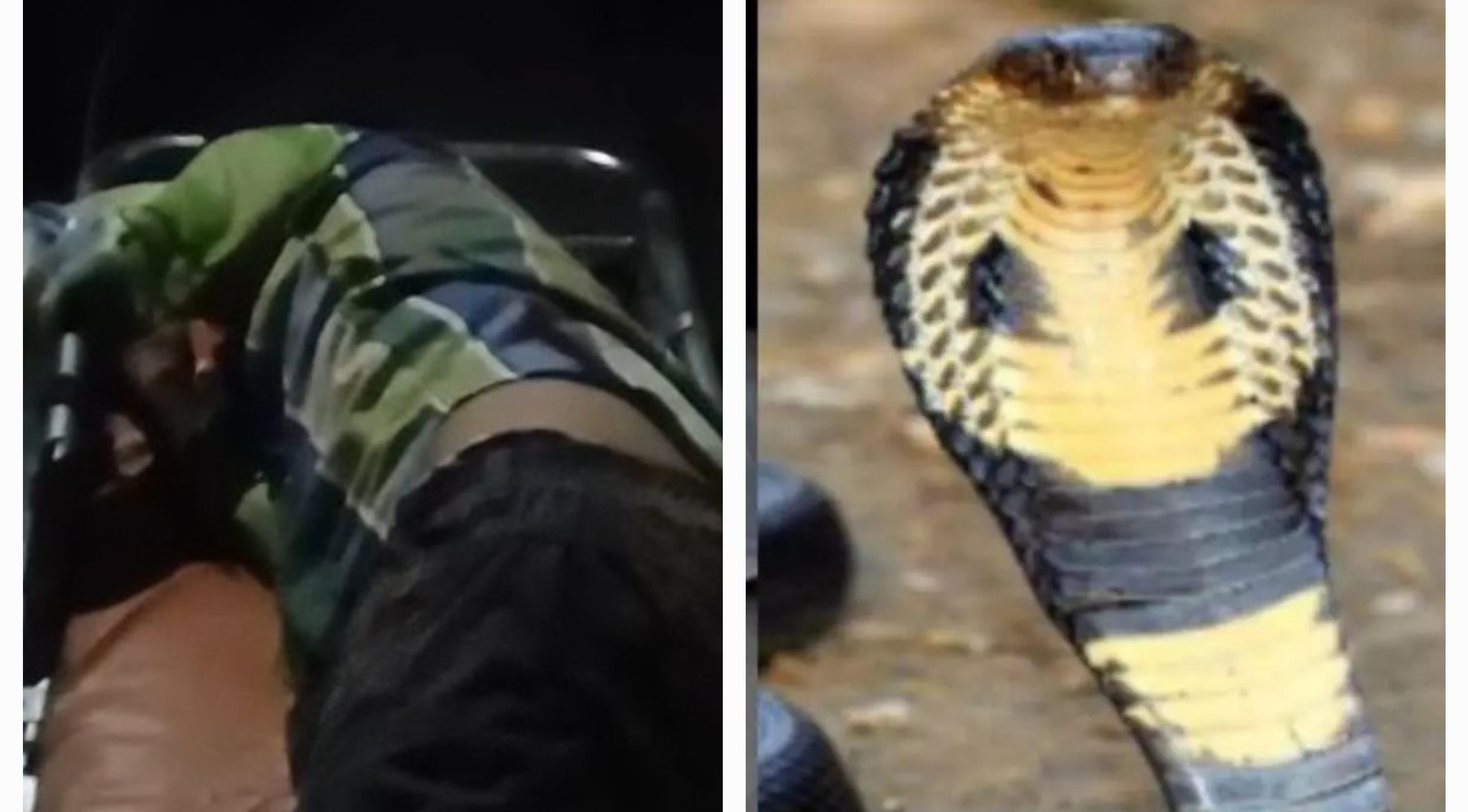 Bijnor News| Youth Hospitalized After Putting Dead Snake in Mouth ...