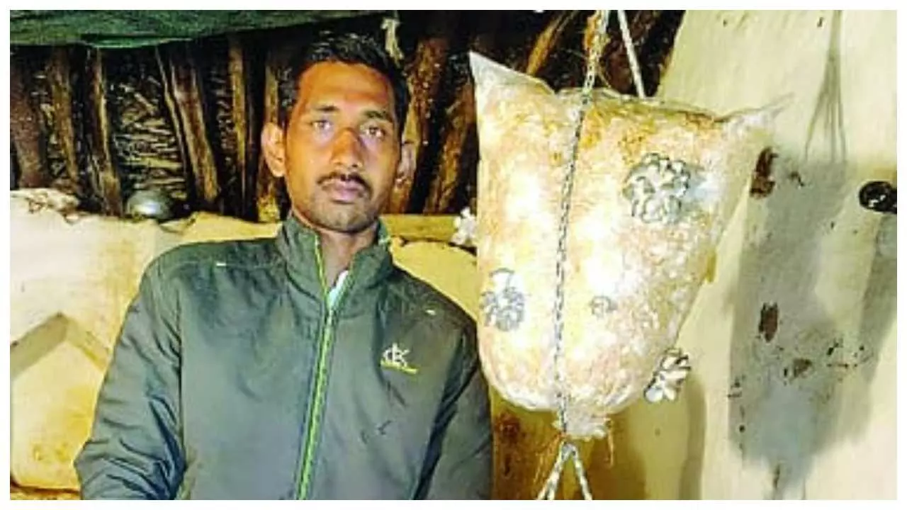 Fifth batch of mushroom certificate course to start from 10 July
