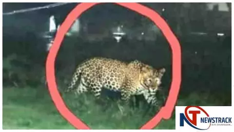 Hapur News: मुरादपुर में तेंदुए की वायरल तस्वीर से दहशत, वन विभाग अलर्ट, निगरानी बढ़ी