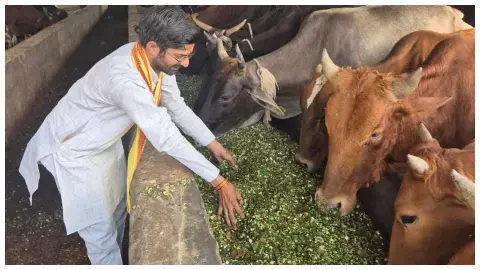 No fodder shortage in cowsheds, strict instructions of CDO No fodder shortage in cowsheds, strict instructions of CDO
