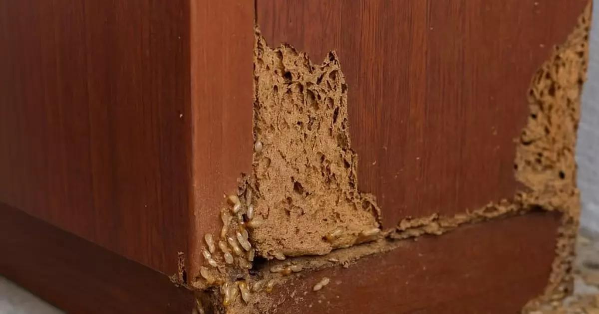 Termite Prevention Tips