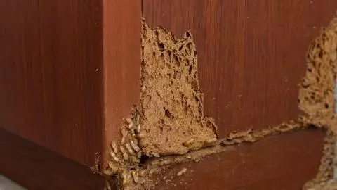 Termite Prevention Tips