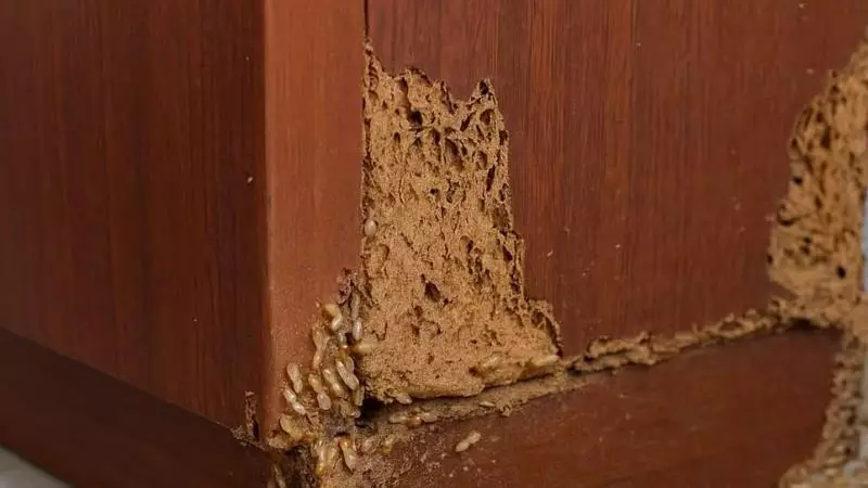 Termite Prevention Tips Termite Prevention Tips