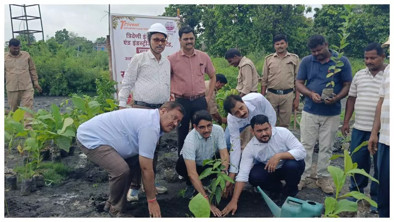 tree planting, protection of plants under One Tree Mothers Name campaign tree planting, protection of plants under One Tree Mothers Name campaign