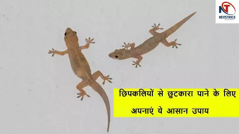 Lizard