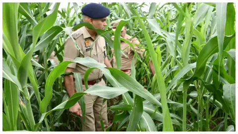 Aligarh News: खेत में सिर कटी लाश... सुबह होते ही दहल उठा गांव, चरी के खेत में मिली खौफनाक मौत Aligarh News: खेत में सिर कटी लाश... सुबह होते ही दहल उठा गांव, चरी के खेत में मिली खौफनाक मौत