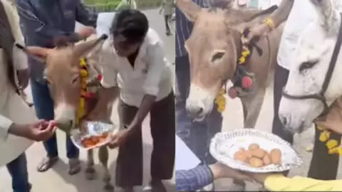 Bhopal Rain Ritual Viral Video Bhopal Rain Ritual Viral Video