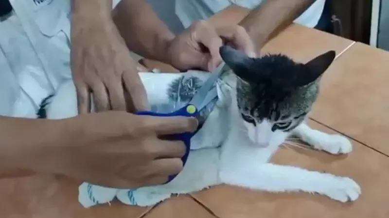 Cat Drug Smuggling: Prison Cat Caught Carrying Drugs Exposes New Smuggling Tactic