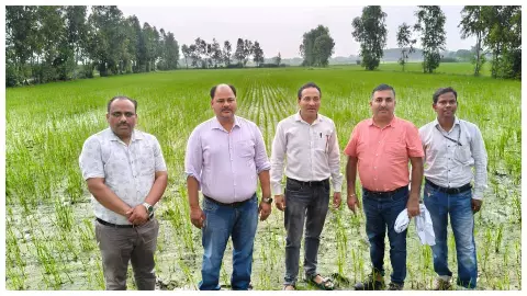 Scientists inspect paddy fields with vertical sowing Scientists inspect paddy fields with vertical sowing